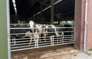 LTO: succesvol stikstofprotest met koeien uit de wei