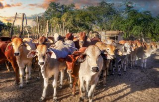Methaanreductie veehouderij haalbaar met bestaande strategieën