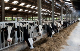 Vlaamse melkveehouders voeren productie flink op