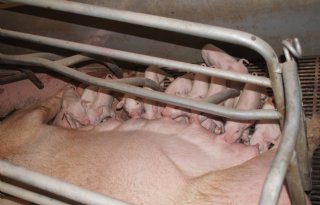 Deense varkenshouder optimaliseert naar veertig biggen per zeug