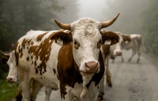 Stigas: werken met runderen leidt regelmatig tot ongevallen