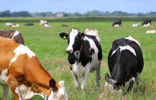 Tientallen melkveehouders zien kans in koolstofvastlegging bodem