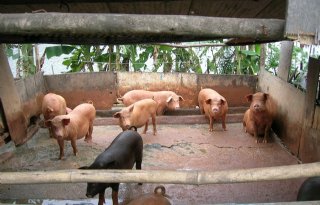 Mond-en-klauwzeer bij varkens in China