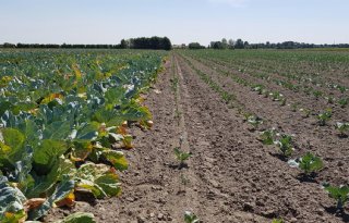 Belgische bank helpt boeren die zijn getroffen door droogte