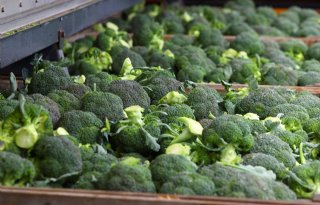 Beperkte aanvoer van broccoli stuwt prijs omhoog