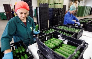 'Arbeidsmigrant in tuinbouw draagt bij aan Nederlandse welvaart'