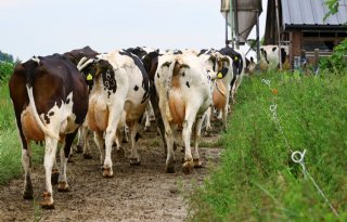 ZuivelNL: stapeling beleid bedreigt voortbestaan melkveebedrijven