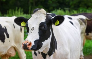 Overige melkveepartijen gaan door met Landbouwakkoord