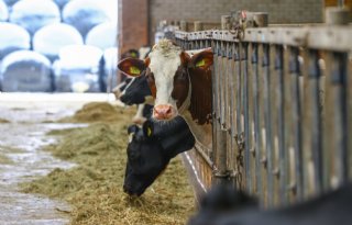 Saldo in melkveehouderij stijgt in maart met hogere melkprijs