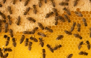 Copa-Cogeca: Europa moet meer doen tegen honingfraude
