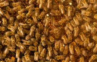 Kwart Nederlandse bijenvolken overleefde winter niet
