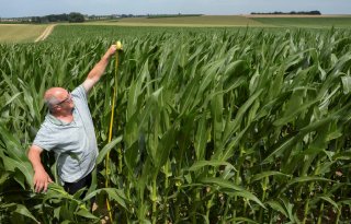 Mais groeit prima, maar telers vrezen voor droogte