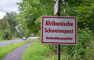 Europese Commissie: risico op varkenspestuitbraken Duitsland onverminderd groot
