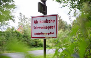 Duitsland slacht vrijdag eerste varkens uit toezichtsgebied