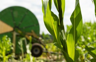 Europese mais heeft zwaar te lijden onder droogte