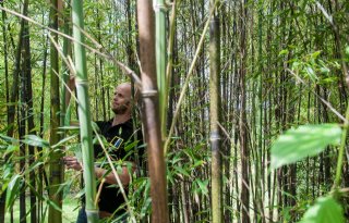 BambooLogic+wil+bamboevelden+in+hele+EU
