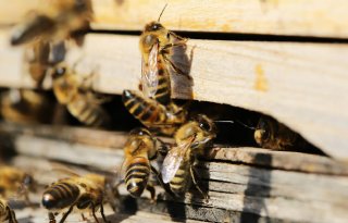 Inspraak EU-beleid bijen en gewasbescherming