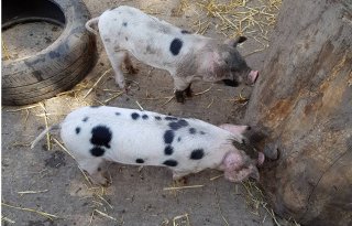 Recordaantal uitbraken Afrikaanse varkenspest bij gehouden varkens