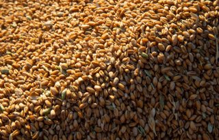 Brazilië staat teelt en verwerking genetisch gemodificeerde tarwe toe