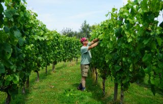 Nederlandse wijnbouw groeit door kennis, klimaat en nieuwe rassen