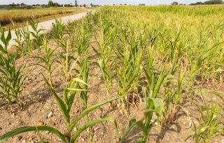 'Boer handelt nog te vaak vanuit crisisdenken bij droogtebestrijding'