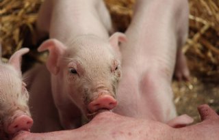 Last onder dwangsom voor twee varkensbedrijven