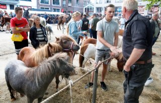 Veel minder dieren op Paarden- en Ponymarkt, maar stemming is goed