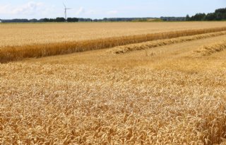 Wereldwijde tarwevoorraad daalt opnieuw