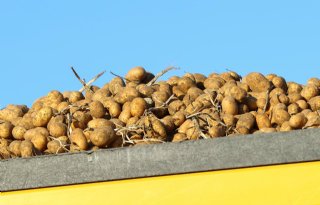 Van Iperen: 'Kiemremming in aardappelen vraagt nu extra aandacht'