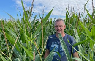 Maismeetnetdeelnemer De Jong heeft veel last van vraatschade