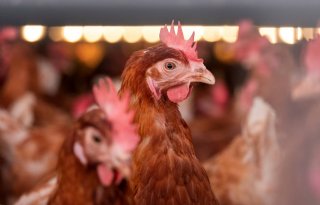 Vogelgriepsituatie zorgelijk, NVWA roept op tot extra hygiëne