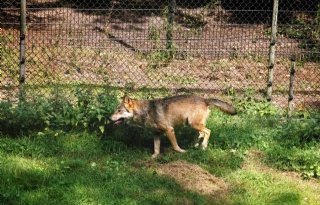 Provincie Gelderland mag met paintballgeweer schieten op wolven
