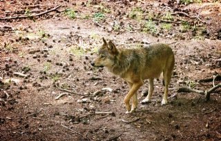 Adema: vooralsnog niet tornen aan beschermde status wolf