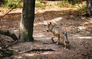VVD, CDA en SGP bezorgd om toenemende wolvenschade