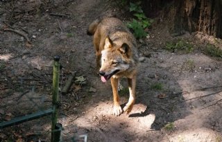 Gelderland wil onderzoek naar herkomst wolven