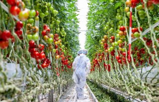Europese prijs voor tomaten ruim boven vijfjarig gemiddelde