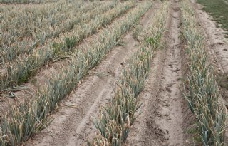'Uien op ruggen hebben minder last van fusarium en te veel water'