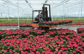 Rabobank ziet gezonde ontwikkeling van rendement op tuinbouwbedrijven
