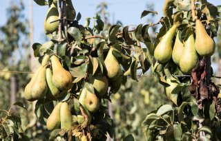 NFO: faunaschade in fruitteelt stijgt fors