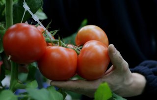 Tomaat grootste omzetmaker verse groenten in Belgische supermarkt