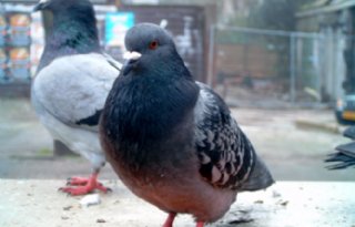 Newcastle Disease vastgesteld bij duivenhouderij in Oldenzaal