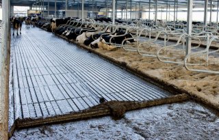 Vijftien koeien dood door kortsluiting mestschuif