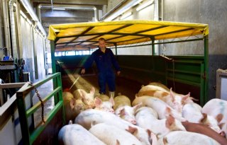 Danish Crown maakt zich zorgen over lage afzet varkensvlees