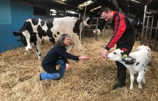 Caring Farmers wil meer kalveren bij de koe