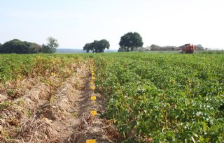 Aardappelrassen nog niet voldoende bestand tegen hitte en droogte
