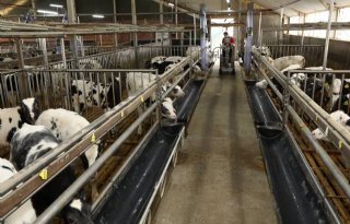 Prijs blank kalfsvlees stijgt komende tijd nog verder