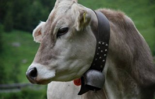 Zwitserland stemt over toekomst intensieve veehouderij