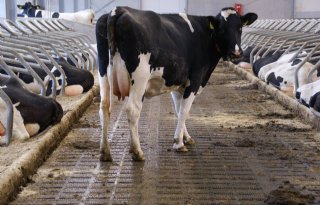 LTO Melkveehouderij: bewering dat een op vijf koeien kreupel loopt, kan niet kloppen