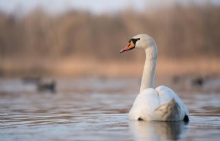 5 vragen over de relatie tussen vogelgriep en watervogels