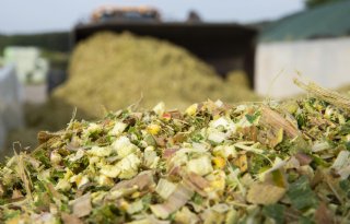 Maiskuilen hebben uitstekende voederwaarde